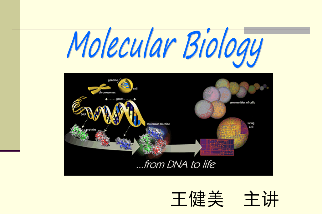 分子生物学（华中农业大学）