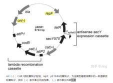 金黄色葡萄球菌基因敲除