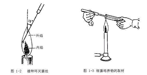 革兰氏染色法（细菌形态学检查实验）