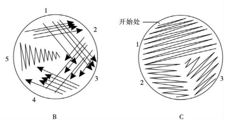 微生物检测中常用的细菌接种方法（一）