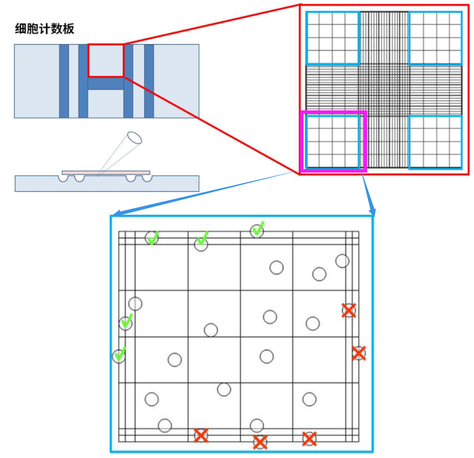 <strong>细胞表型检测之细胞凋亡（Hoechst染色 + PI染色 + TUNEL 染色 + Annexin V-PI 双染）</strong>