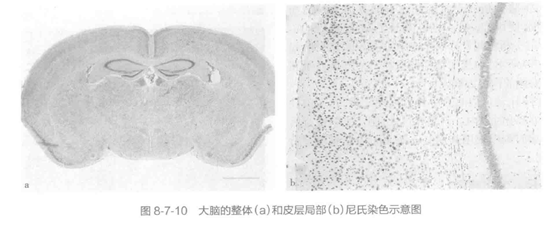 尼氏染色法检测神经细胞功能