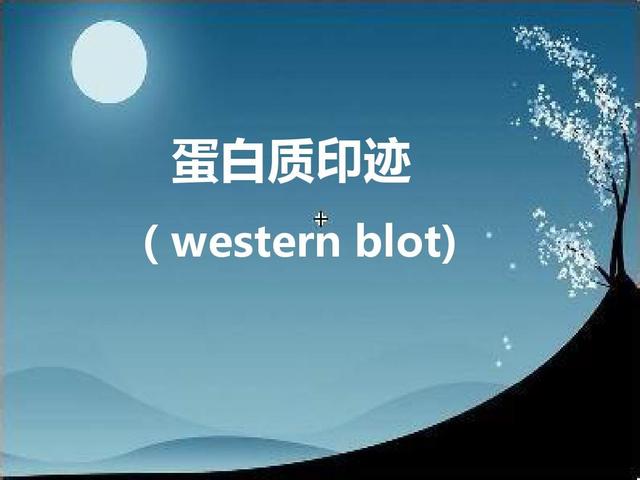 详解WB实验基本原理及操作步骤