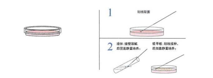 活化形式（培养基、培养条件同上）