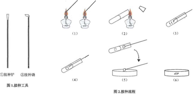 斜面转接方法：丝状真菌