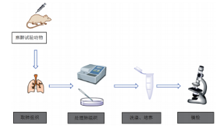 微血管内皮细胞知识盘点