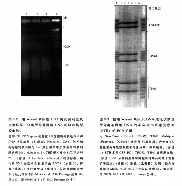 从全血中纯化基因组 DNA 实验方法