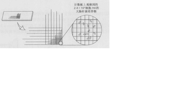 液体培养基中细菌培养实验