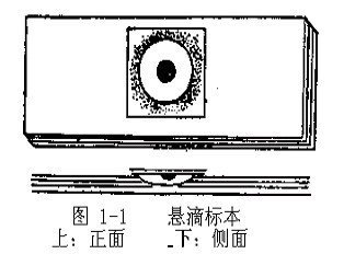 不染色标本的观察