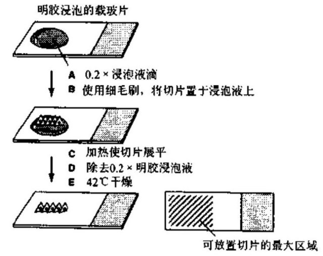 蜡块中样品的切片实验