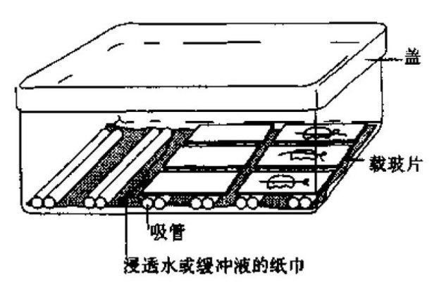 冰冻切片固定实验