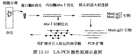 连接物 PCR