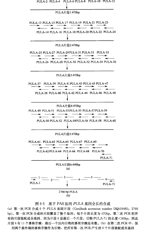 基于 PCR 的长 DNA 序列准确合成法