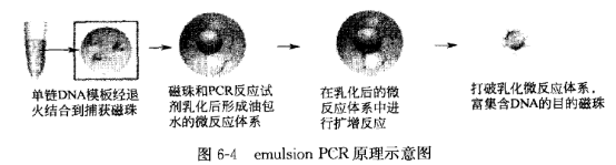 乳化液PCR实验