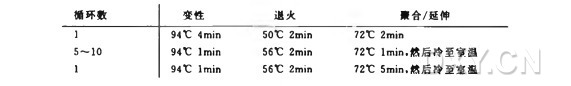 快速 PCR 定点突变实验