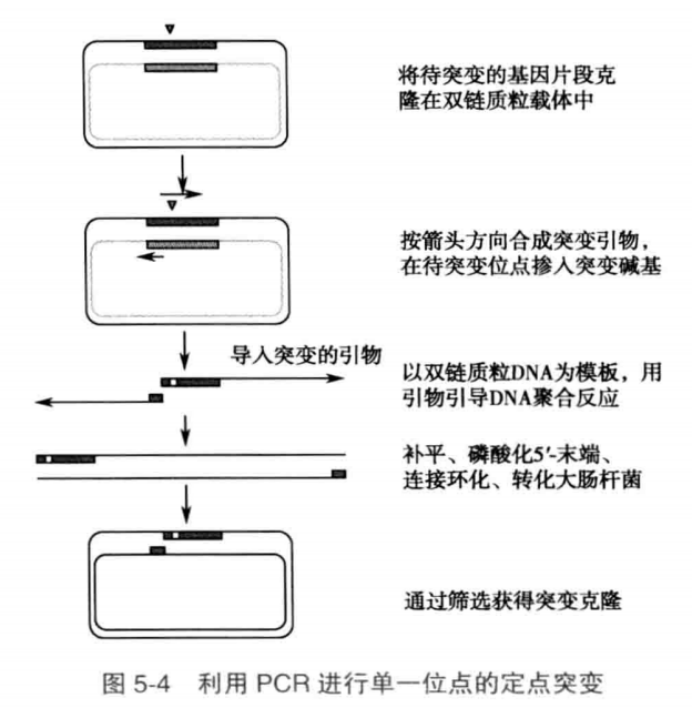 利用PCR进行单一位点的体外基因定点突变