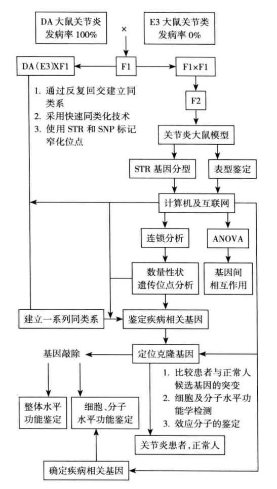 动物模型鉴定疾病相关基因