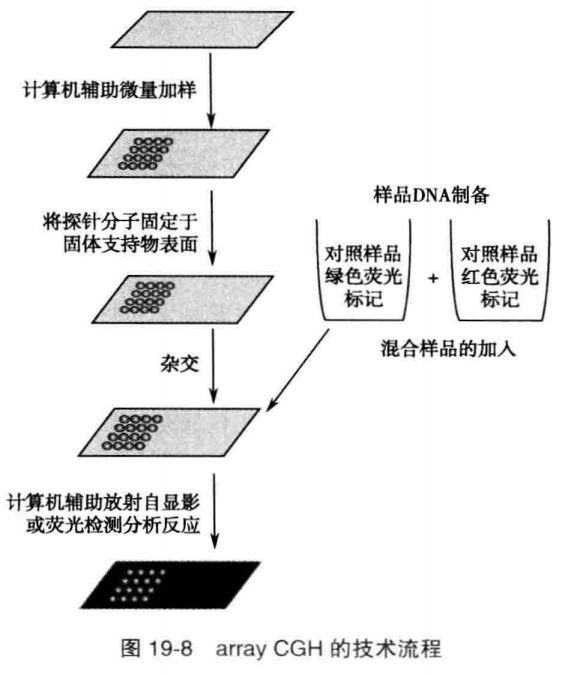 基于比较基因组杂交进行 CNV 分型