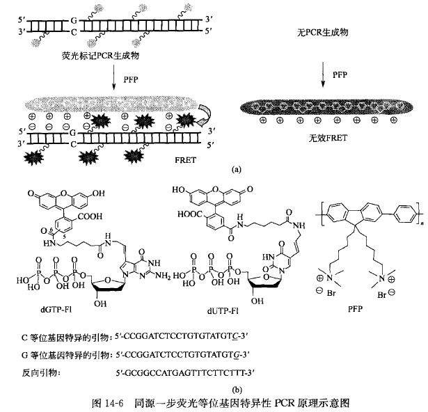 同源一步荧光等位基因特异性PCR