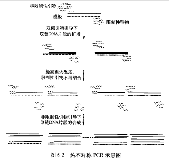 常规热不对称 PCR