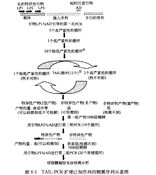 交错式热不对称 PCR