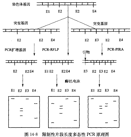 限制性片段长度多态性PCR