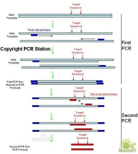 巢式 PCR——基本方案