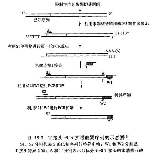 T接头介导PCR在转基因动物外源基因定位中的应用