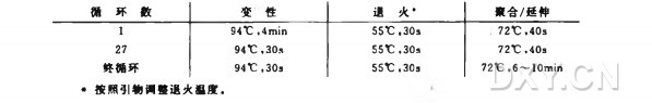 多重 PCR 扩增实验