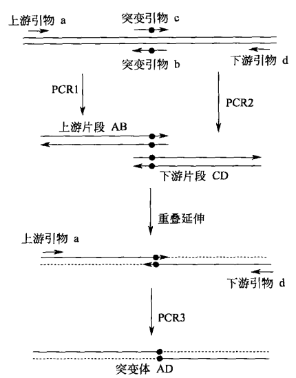 重叠延伸 PCR 构建定点突变序列