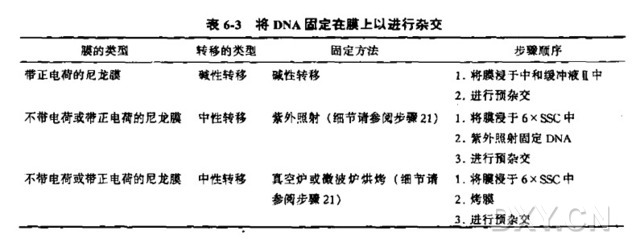 Southern印迹(毛细管法将DNA转移到膜上)