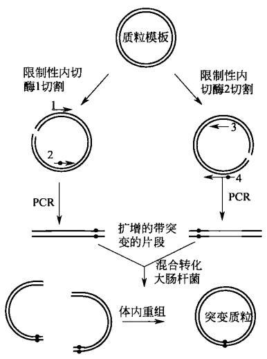 重组 PCR