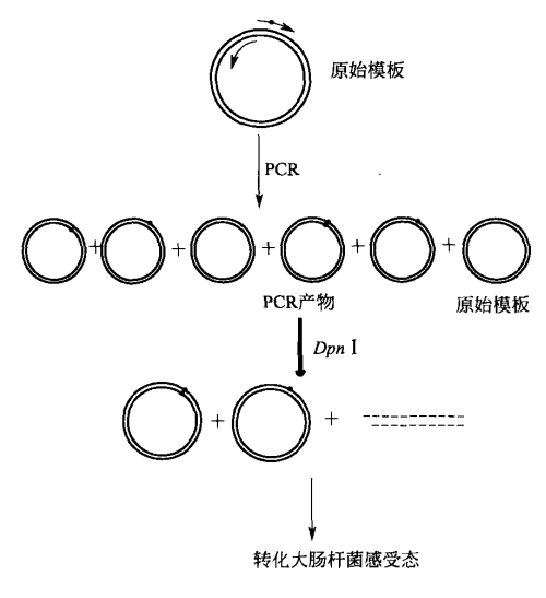 环状质粒 PCR 构建定点突变序列