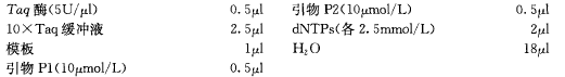 菌落 PCR 实验