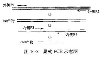 巢式PCR在动物疾病诊断中的应用