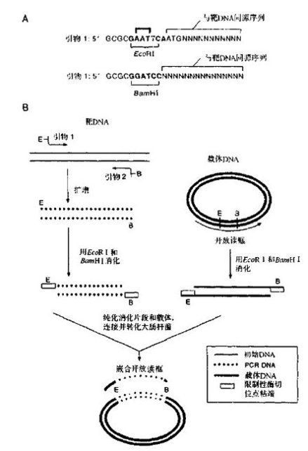 聚合酶链反应构建重组 DNA基本方案