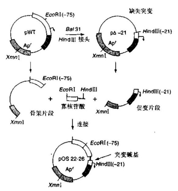 嵌套缺失和互补寡核苷酸进行接头分区诱变