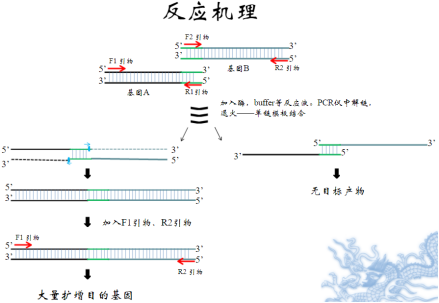 重叠延伸 PCR