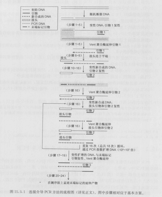 连接介导的单侧PCR