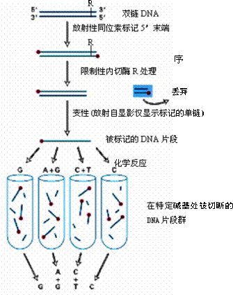 DNA 测序（Maxam-Gilbert化学修饰法）