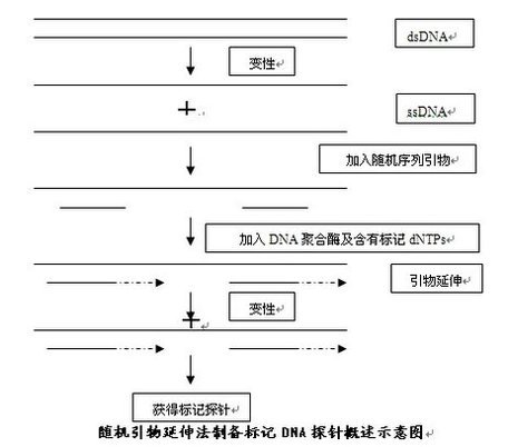 DNA 探针的标记实验（探针标记法）