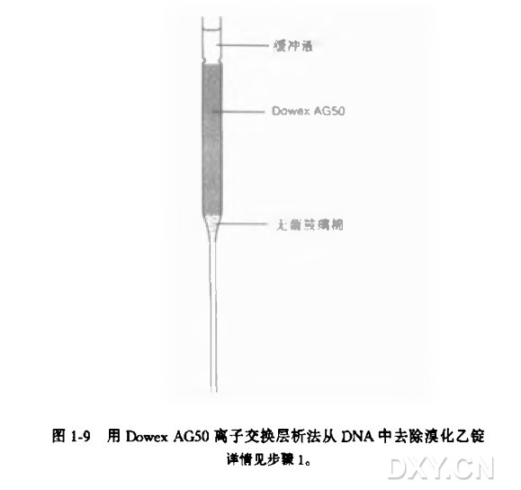 用离子交换层析法从DNA中去除溴化乙锭实验