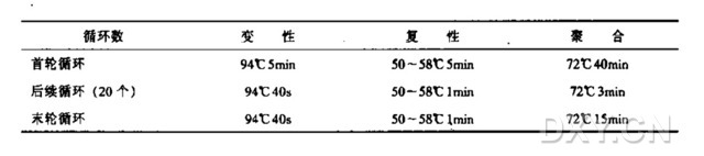 cDNA 3'末端的快速扩增（3’-RACE)