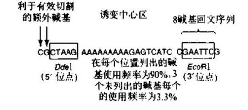 简并寡核苷酸诱变实验（小段DNA序列中产生大量突变）