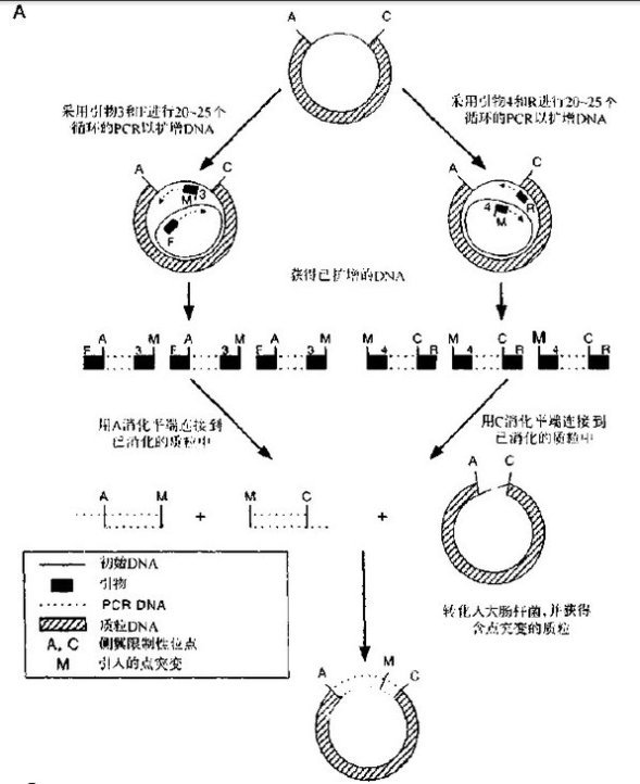 定点诱变实验（利用PCR引物点突变）