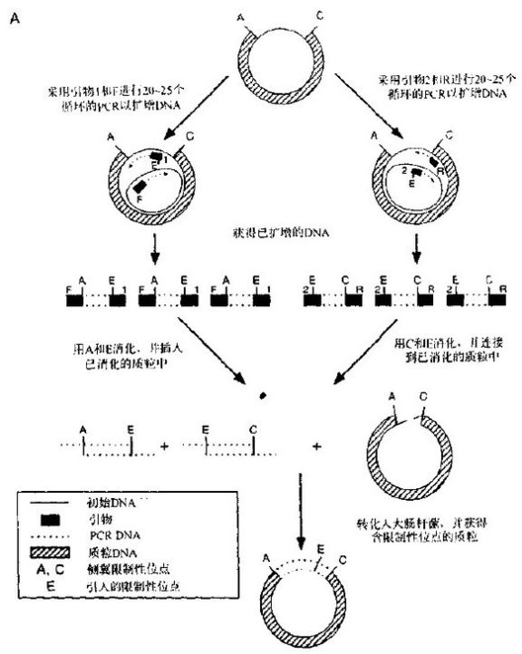 定点诱变实验基本实验