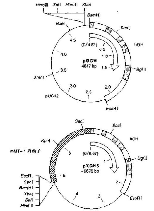 图一、人生长激素表达载体