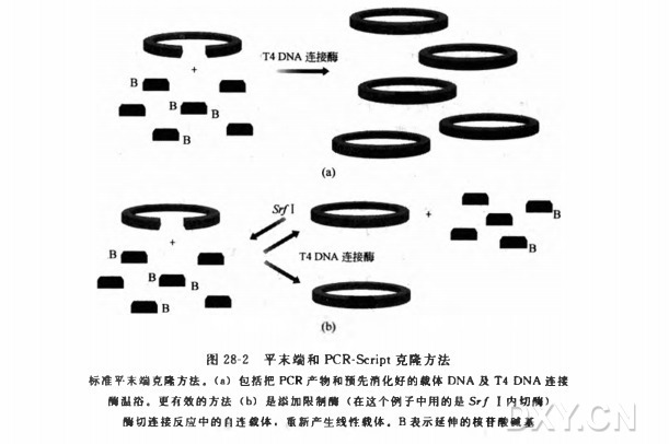 克隆载体的准备实验