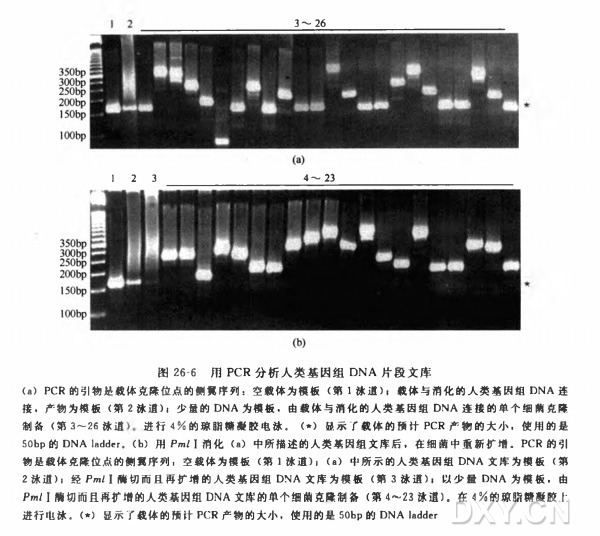 用 PCR 控制基因组 DNA 文库的质量实验