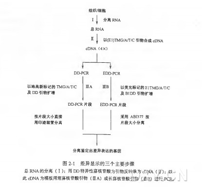 差异显示实验